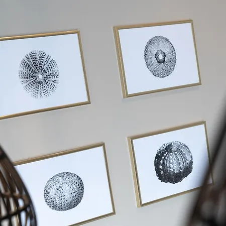 Daire Hummergrund Echinus